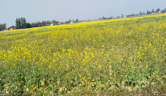 दाङमा तोरीखेतीको क्षेत्रफल र उत्पादन बढ्दै