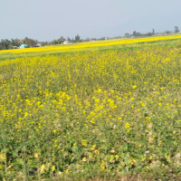 दाङमा तोरीखेतीको क्षेत्रफल र उत्पादन बढ्दै