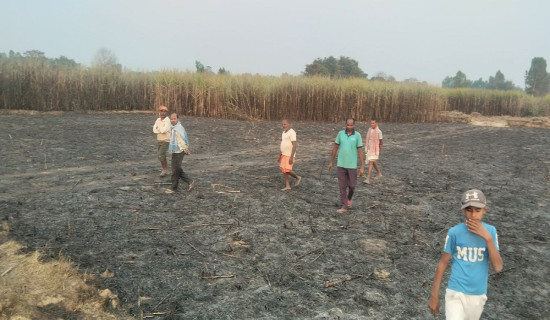 वृद्धको हत्या आरोपमा एक पक्राउ