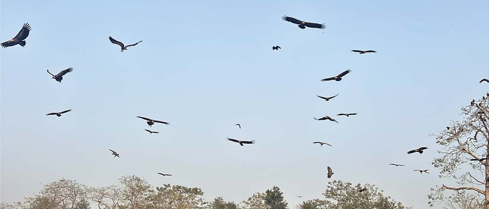 जनावरको ‘पेन किलर’ गिद्धलाई विष