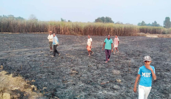 एक करोडभन्दा बढीको उखु जल्यो