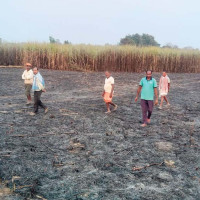 जनावरको ‘पेन किलर’ गिद्धलाई विष