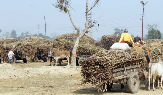 चलान पाएनन् उखु किसानले