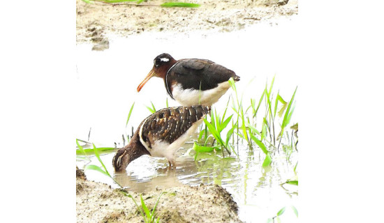 कुलतमुक्त युवा