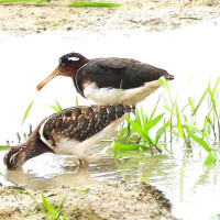 नागाबाबालगायत साधुसन्तको बिदाइ