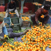 निकुञ्जवरिपरि तारजाली