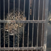 टी–२० विश्वकप : दक्षिण अफ्रिका अपराजित रहँदै सुपर आठमा