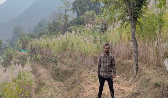 फागुन ७ को सन्देश