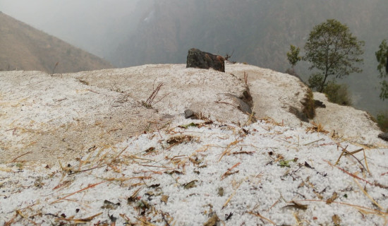 बाजुरामा असीना पानी, हिउँदे बाली नष्ट
