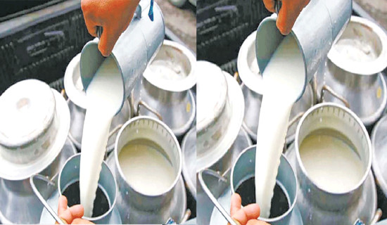 सहकारीमा आवद्ध किसान दुध उत्पादनतर्फ आकर्षित