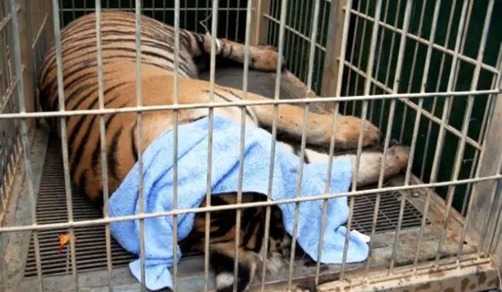 थाइल्यान्डको पार्कमा भाइरसका कारण दर्जनौँ बाघको मृत्यु