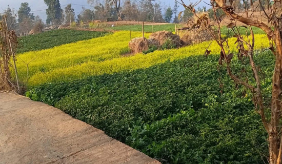 कोदारमा नगदेबालीतर्फ किसानको आकर्षण बढ्दो