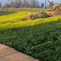 यस्तो छ आजका लागि निर्धारण गरिएको विदेशी मुद्राको विनिमयदर