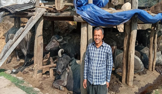 दुई पाडीबाट आचार्यले थालेको भैँसीपालन व्यावसायिकतातर्फ