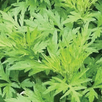 नेपालले ३६४ मेगावाट बिजुली भारतलाई बेच्ने