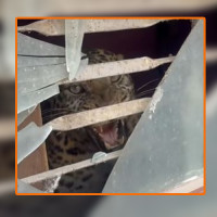 समृद्धिको जडी तितेपाती पनि