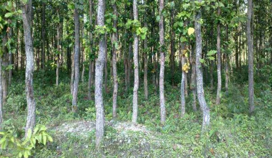 दिगो वन व्यवस्थापन कार्यक्रम लागु