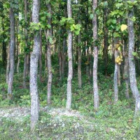 हसिनाले बेलायतमा शरण नपाउने