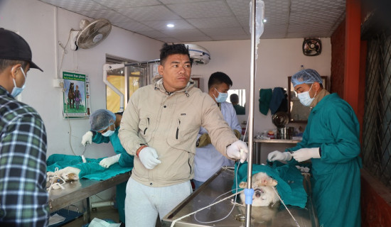 जोखिम न्यूनीकरण गर्न कुकुर र बिरालोको बन्ध्याकरण