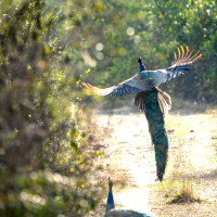 ब्राजिल कोपका बहुआयाम