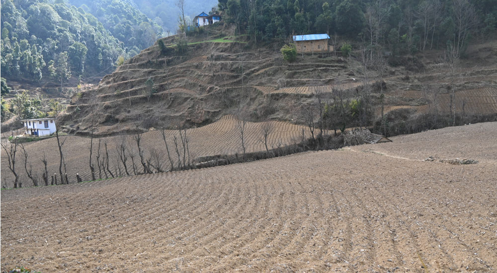 एकै वडाका साढे पाँचसय बढी किसान आलु खेतीमा संलग्न