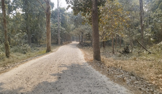 हरेक चुनावमा दोहोरिने मुद्दा : निकुञ्ज ऐन संशोधनको बहस