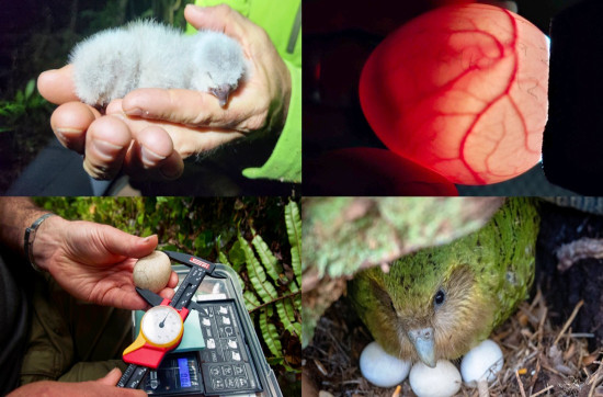 काकापोको बम्पर फसलले प्रजनन र जीवनयात्रामा नयाँ आशा