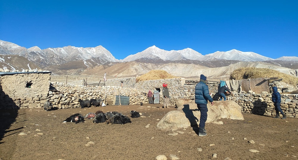 सामान्य गोठ भएका च्याङ्ग्रा खोर हिउँ चितुवाको निशानामा
