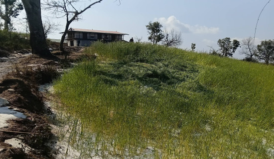 सल्यानमा असिनाले ७० घरपरिवारको हिउँदे बाली नष्ट