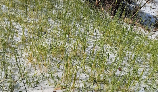 असिनाले ७० परिवारको हिउँदे बाली नष्ट