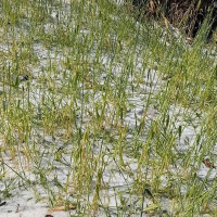 समावेशीकरणको दिशामा नयाँ फड्को : गोरखापत्रद्वारा प्रकाशित याक्खा भाषा