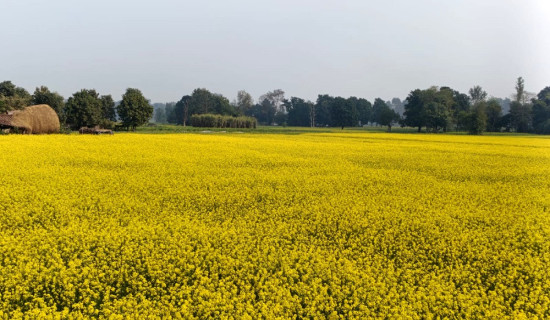 भन्सार नाका निगरानीका लागि परिपत्र