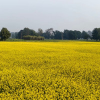 नेपालगन्जमा ७० वटा सामुदायिक कुकुरको बन्ध्याकरण