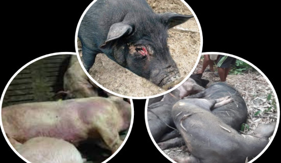 कैलाली-कञ्चनपुरमा बङ्गुरमा अफ्रिकन स्वाइन फिभर पुष्टि, सतर्क रहन आग्रह