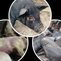 भाषण छोडेर भाकामा मत माग्दै