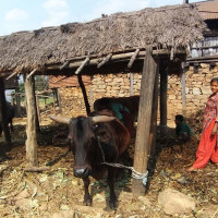 नेपालमा उद्योग खोल्न जापानलाई चेम्बरको आग्रह