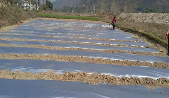 आँधी खोला किनार क्षेत्रमा तर्बुजा खेती सुरु