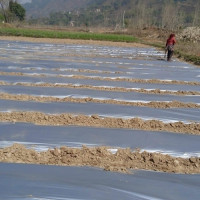 मोरङमा दुई दिन नागरिकता वितरण नहुने