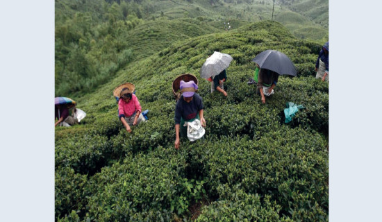 स्थानीय घोषणापत्रमा चियादेखि छुर्पीसम्म