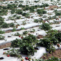 निर्वाचनको तयारी पूरा, नियुक्तिपत्र वितरण सुरु