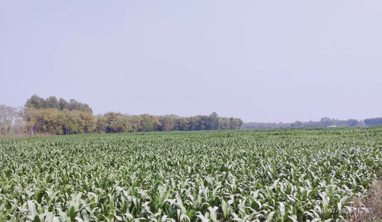 विस्तार हुँदै मकै खेती