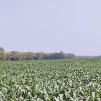 मन्दिर एक, स्वरूप अनेक