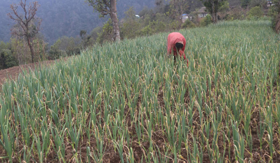 निर्वाचन नजिकिँदै गर्दा आन्तरिक उडानमा चाप