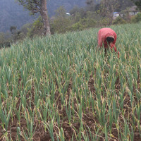 ‘हर सिनेमा, हर भोइस’ माथि अन्तर्क्रिया