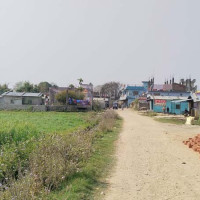 विस्तार हुँदै मकै खेती