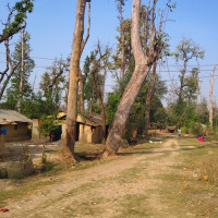 डडेल्धुरामा महरको परीक्षा : कांग्रेसको विरासत जोगिएला ?