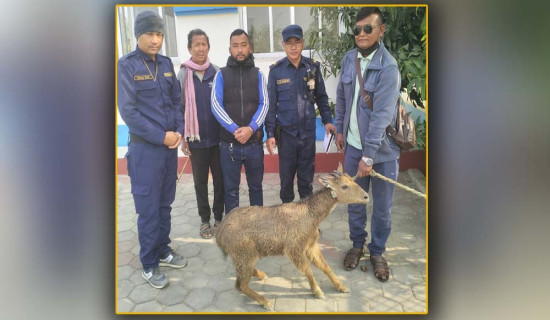 नारायणखोलाबाट उद्धार गरी ल्याइएको रतुवा मृगको मृत्यु