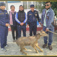 विजय मल्ल शताब्दी महोत्सव मनाइयो