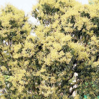 राष्ट्रिय वाणिज्य बैङ्कबाट स्टार्टअप उद्यम कर्जा