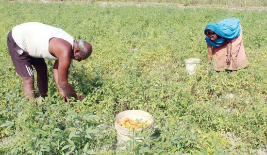 गोलभेँडा राख्न छैन चिस्यान केन्द्र